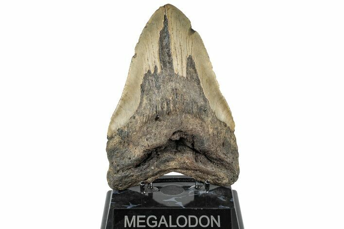 Bargain, Fossil Megalodon Tooth - North Carolina #298778